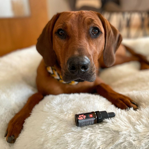 CBD Oil for Dogs 6% Salmon Flavor