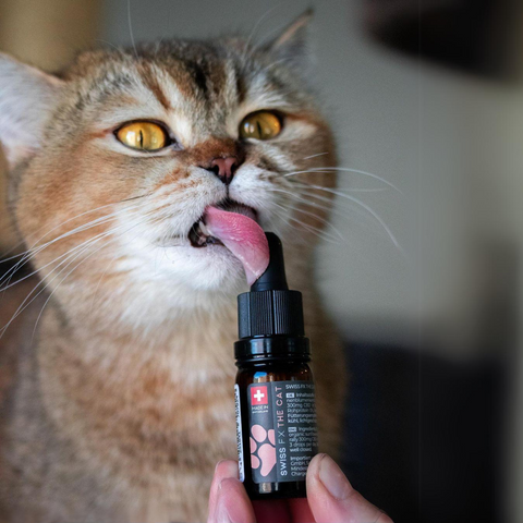 CBD Oil for Cats 3% Salmon Flavor