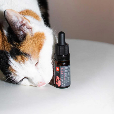 CBD Oil for Cats 3% Salmon Flavor