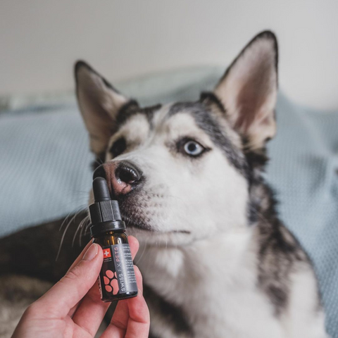 CBD Oil for Dogs 6% Salmon Flavor