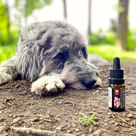 CBD Oil for Dogs 10% Beef Flavor