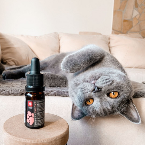 CBD Oil for Cats 3% Salmon Flavor