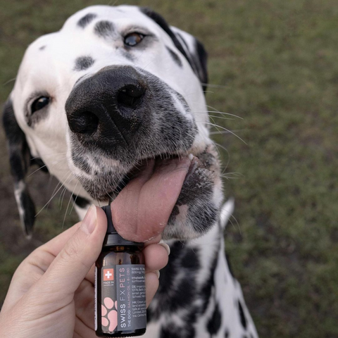 CBD Oil for Dogs 6% Salmon Flavor